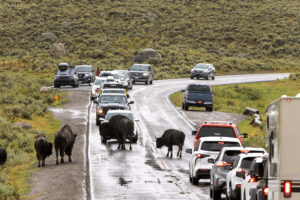 Traffic jams are commonplace as we come across another bison backup in Yellowstone National Park.