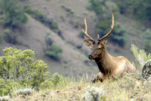 A bull elk resting on a hilltop near Mammoth Hot Springs in Yellowstone National Park.