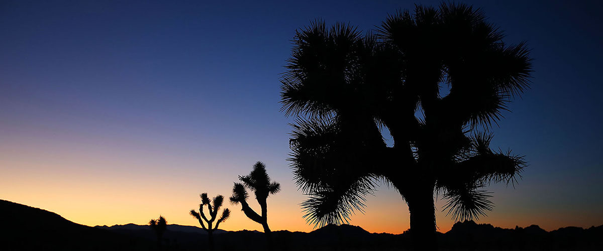 Blend of warm colors paint the sky as night fall in Joshua Tree National Park.