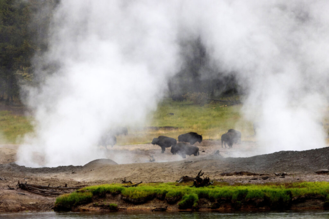 On a cool morning, bison congregate amidst the fumaroles near the mud volcano in Yellowstone National Park.