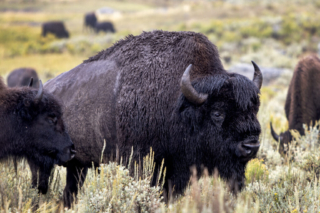 Bison grazing in a field in Yellowstone National Park.